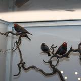 Aalten, Kleur en Fleur, vogelshow, 26 november 2016 022.jpg